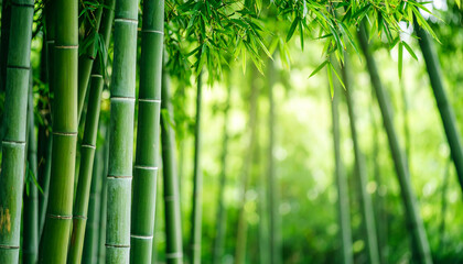 Obraz premium Bamboo forest trees with green leaves. Spring or summer time. Beautiful nature.