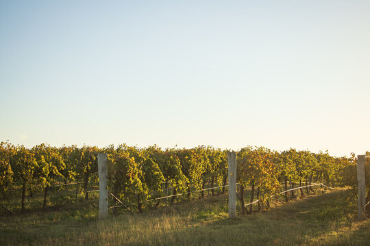 Rows of grape vines in vineyard with leaves starting to change in Autumn
