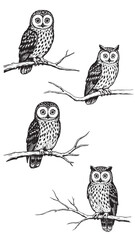 Engraved owl perched branch wide alert eyes detailed feathers vintage rustic woodcut wild illustration