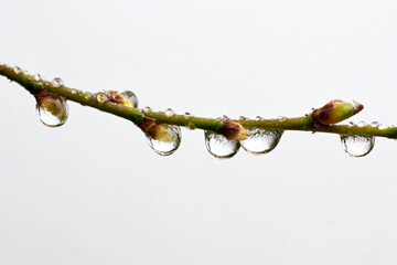 a branch with water droplets hanging from it