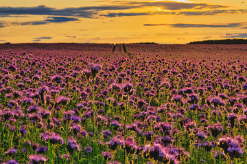 Phacelia Beautiful rural landscape with sunrise and blossoming meadow. purple flowers flowering on spring Field Summer Sunset Agriculture Farm Nature