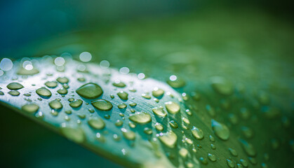 Beautiful details of nature. Morning dew drops on fresh green leaf. Summer nature macro pattern, fresh rain drops on green leaf. Peaceful tranquil ecology Beauty in nature. Relaxing soft blue green
