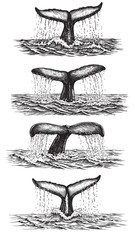 Engraved whale tail splashing above ocean water detailed waves marine wildlife vintage illustration style © Gabut Stock