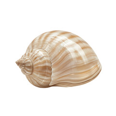 Fototapeta premium An isolated illustration of a sea snail shell with a natural, swirling pattern in shades of tan and cream.