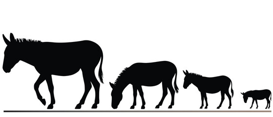 Set of Donkey black silhouette illustration on white background