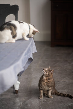 A white and brown cat perches on a table, peering down with curiosity at a grey tabby cat