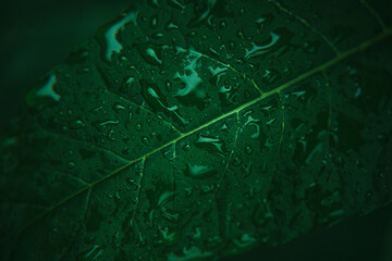 Moody Macro of Green Leaf with Rain Droplets