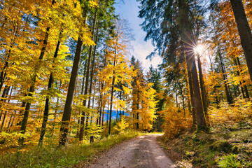 Obraz premium Schwarzwald