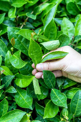 Hand Holding Tea Leaf on Plantation