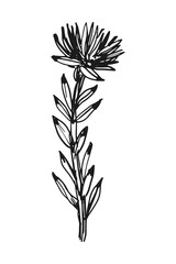 Rhodiola quadrifida sketch illustration vector image for medical packaging design herbal website cosmetic products	