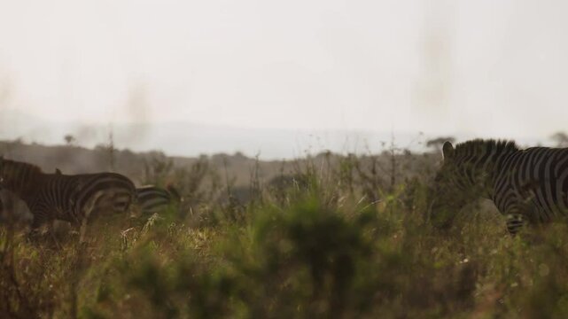 Very wide gimbal tracking of Grevy zebra (Equus grevyi) walking in herd with bird flying by in savannah in morning in Kenya