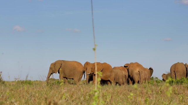 Very wide gimbal parallax of herd of African elephants (Loxodonta africana) grazing in savannah in sunny day with few clouds in Kenya