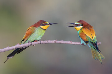 Abejaruco europeo, Merops apiaster
