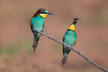 Abejaruco europeo, Merops apiaster
