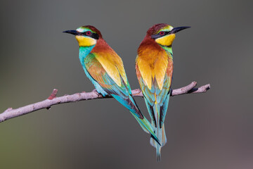 Abejaruco europeo, Merops apiaster