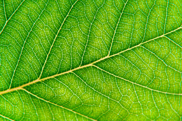 Macro Photo of Leaf Texture with Central Vein