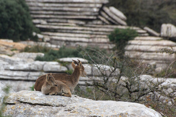Cabra montés, Torcal de Antequera Málaga. 
