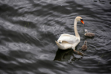 swan in a pond with baby