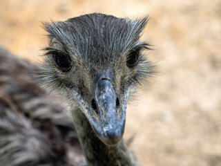 Australian ostrich close up portrait