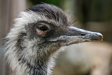 Australian ostrich close up portrait