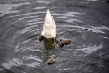 swan in a pond with baby