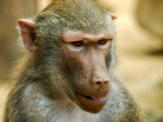 Female hamadryas baboon monkey ape close up portrait