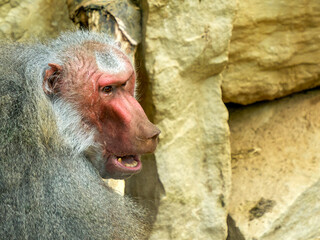 hamadryas baboon monkey ape close up portrait