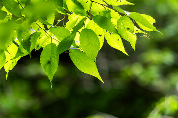 光を浴びて輝く新緑の若葉