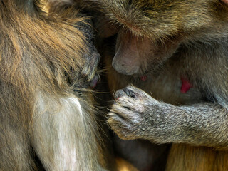 grooming hamadryas baboon monkey ape close up portrait