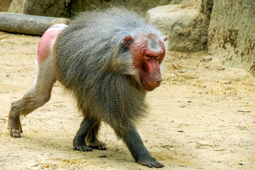 Male hamadryas baboon monkey ape close up portrait