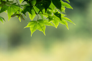 Naklejka premium 光を浴びて輝く新緑の青紅葉