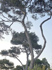  Their wide, airy branches form intricate shapes, giving the trees both power and elegance, as if frozen mid-motion. Soft light highlights the texture of the bark and the deep green of the needles. Be