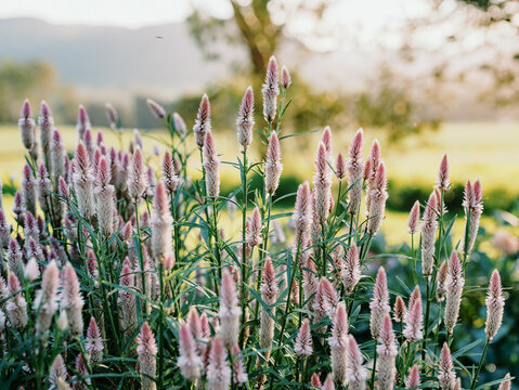 Pink Flamingo feather Celosia blooming in the garden