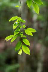 光を浴びて輝く若葉