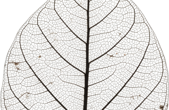 Intricate Skeletal Leaf Structure Detailed Macro Photography of Delicate Veins and Cells