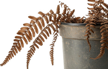 Obraz premium Dried Brown Fern in Grey Pot Botanical Still Life Autumnal Decor