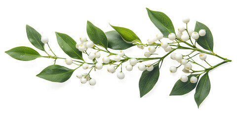 A sprig of mistletoe with white berries and green leaves, realistic botanical style, floating over white background. ultra realistic photography, soft shadows, high detail,