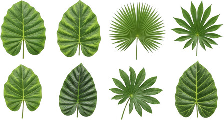 Fototapeta premium Collection of Lush Green Tropical Leaves Alocasia Palm and Schefflera Foliage Isolated on Black