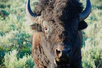 American Bison in the Field