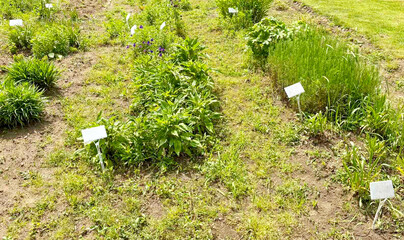 Experimental plot with young plants and white labels