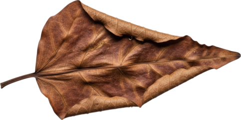 Dried brown leaf autumn foliage close up detailed texture isolated transparent background