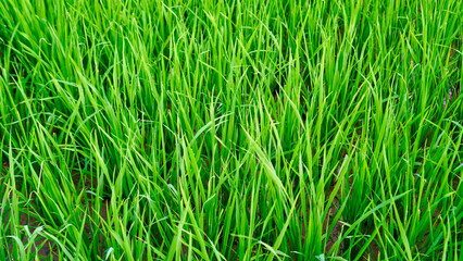 Green rice field as a background or backdrop or pattern or texture