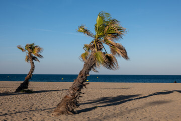 palm tree on the beach