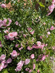 pink and white roses