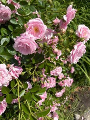 pink rose bush