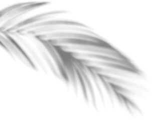 shadow overlay effects of realistic palm branch leaf shadow with light blur on transparent background,summer sunlight and shadow overlay effect,natural shadow of tropical plants
