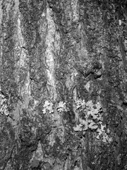 Monochrome Tree Bark with Textured Lichens