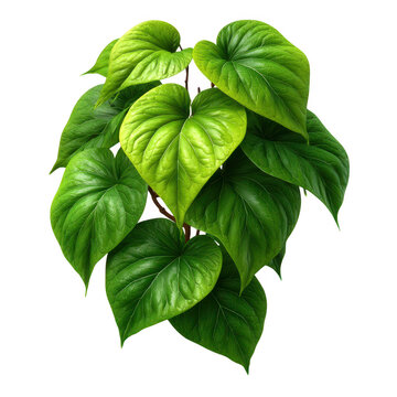 Vibrant green piper lolot leaves isolated on transparent background