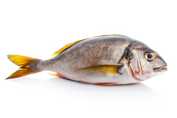 Raw fresh fish dorado isolated on white background