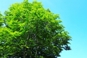 ブナの新緑と青空